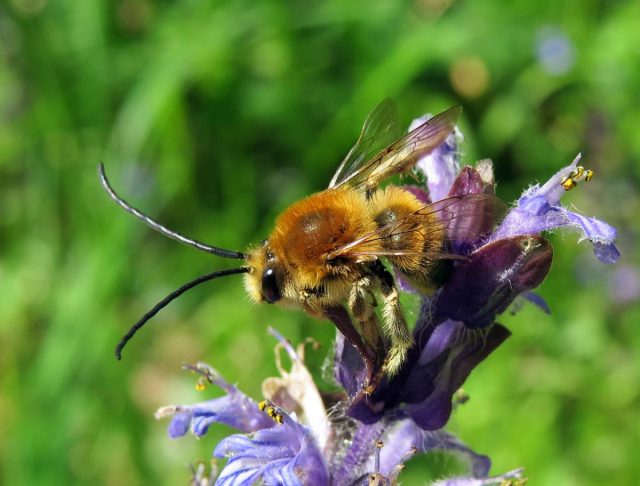 Long-horned Bee (Eucera longicornis) © Steven Falk