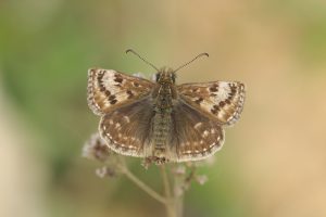 Dingy Skipper (Erynnis tages) © Greg Hitchcock