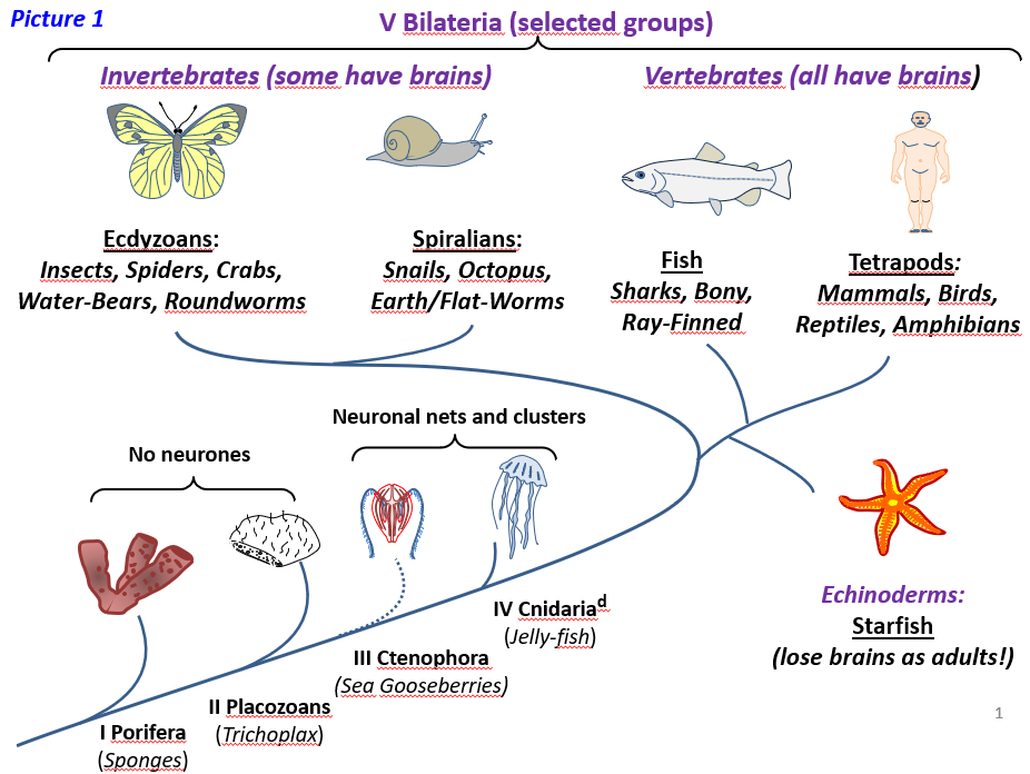 Do bugs have brains and what exactly is a brain anyway buglife