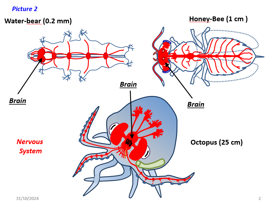 Do bugs have brains and what exactly is a brain anyway buglife