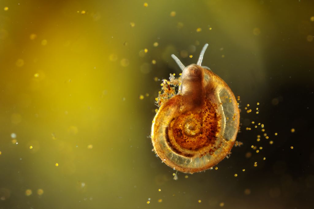 In defence of the defenceless - Buglife Blog - Buglife